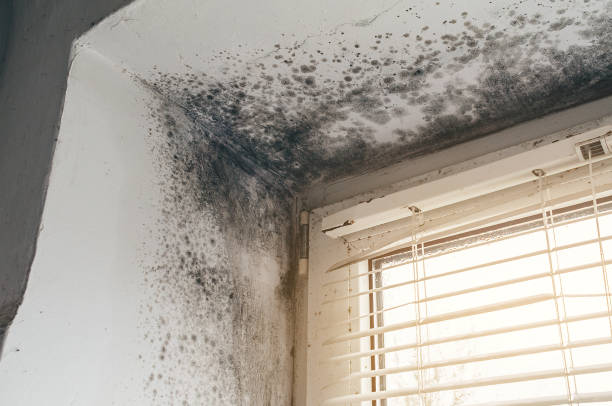 Affordable Mold Removal solutions in Dysart, PA